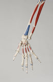 S58L Premier Academic Kinesiology Skeleton, Painted and labeled, sacral mount on mobile stand