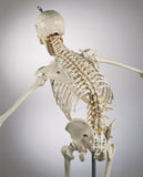 S58L Premier Academic Kinesiology Skeleton, Painted and labeled, sacral mount on mobile stand