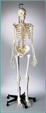 S65 Premier Flexible Male Skeleton - Suspension Mount, Plain