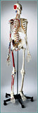 S67F Premier Flexible Series Skeleton - Suspension - Painted, Number-coded - Female