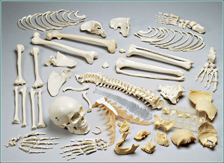 S70C Premier Double-Header Disarticulated Skeleton with case
