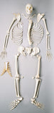 S71C Premier Disarticulated Skeleton- Numbered with Case