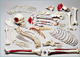 S73C Premier Disarticulated Skeleton, numbered coded muscle attachments and case