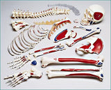 S77C Premier Painted with Muscles and Numbered coded Disarticulated Half-Skeleton with case