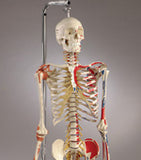 S81 Quadra Flexible Skeleton, Ultraflex ligaments, Painted, Hanging mount with mobile stand