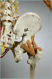 S83L Ultra Flexible Skeleton, Ultraflex ligaments, 6 points, Painted / Labeled  Muscles Hanging