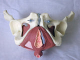 SA27  Composite Pelvis & Pelvic Floor, 5-Parts