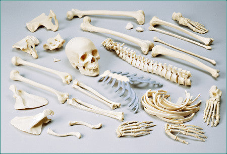 SA48C Female Disarticulated FULL Skeleton with case