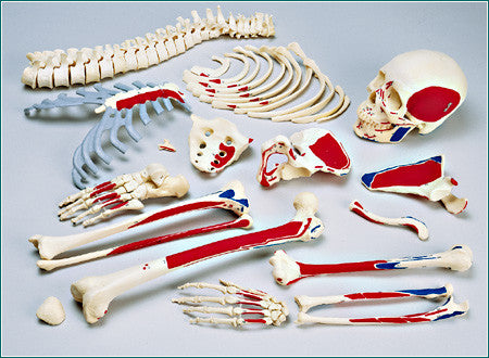 SA49P Female Disarticulated HALF Skeleton painted and labeled