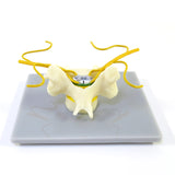 Cervical vertebra with spinal cord model - Posterior view