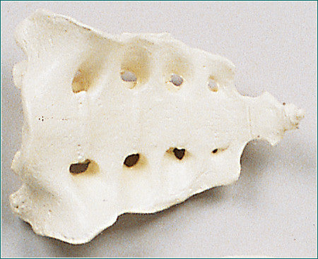 SB23 Sacrum & Coccyx