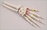 SB37 Elastic-mounted Hand Skeleton with Distal Radius and Ulna