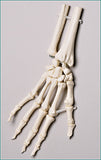 SB37PL Elastic-mounted Hand Skeleton with Distal Radius and Ulna - Painted/Labeled Muscles