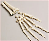 SB38-D Premier Loosely Strung Hand with Distal Radius and Ulna-Right