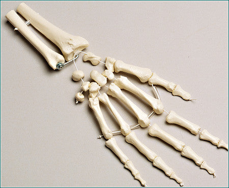 SB38-D Premier Loosely Strung Hand with Distal Radius and Ulna-Right