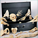 S74C Premier Disarticulated Skeleton with Color-Coded Vertebrae with case