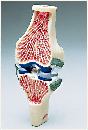 SJ31  Synovial Joint