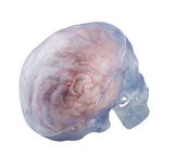 SK262 Classic See-Thru Skull with 5-Part Brain