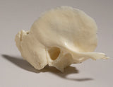 SK30-E Temporal Bone, left