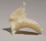 SK30-P Zygomatic Bone, Left