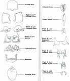 S70 Premier Double-Header Disarticulated Skeleton