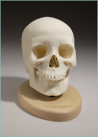 SK32  Female Skull, 3 piece