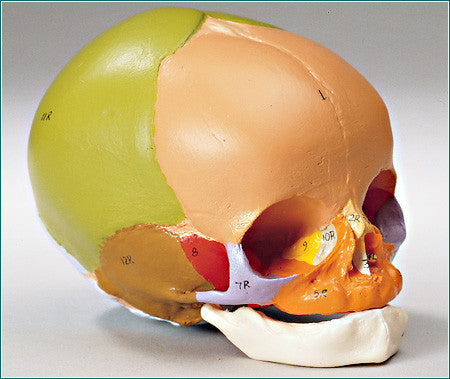 SK38P Fetal Skull, Color-Coded