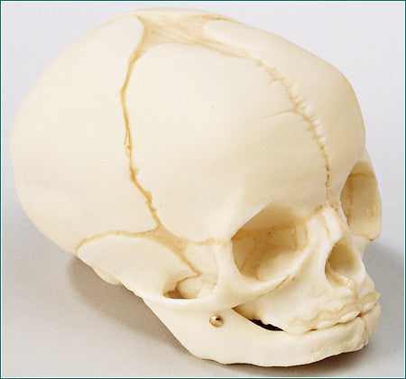 SK38  Fetal Skull, Natural Tone