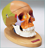 SK80PC Premier Color-coded Teaching Skull with Locking Case