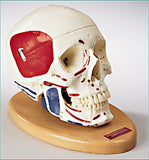 SK80PL Premier Four-Part Teaching Skull, Painted/Labeled Muscle Attachments