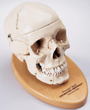 SK82C Premier Numbered Medical Demonstration Skull with case