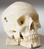 0219-80 Disarticulated HALF Skeleton, Premier 4-Part Skull