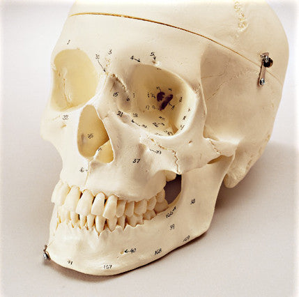 SK82 Premier Numbered Medical Demonstration Skull