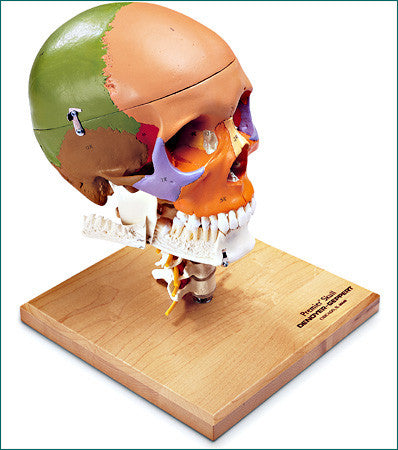SK85  Premier Color-Coded Teaching Skull on Cervical Spine
