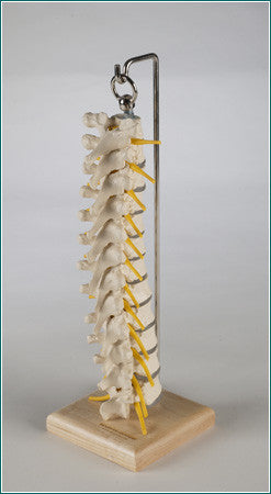 SP45 Premier Flexible Thoracic Spine