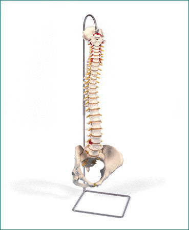 SP584 Classic Flexible Spine with Female Pelvis and stand