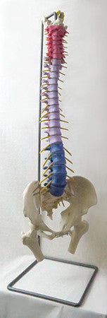 SP63 Color-Coded Premier Flexible Spine with Movable Femur Heads