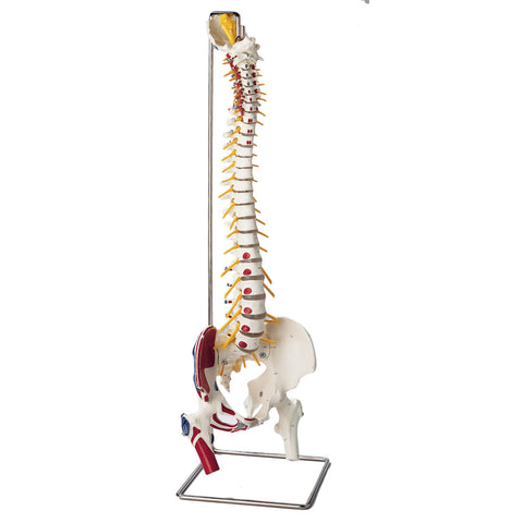 Spine with Muscle Attachments Labeled