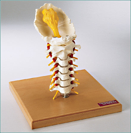 SP66 Premier Flexible Cervical Spine with Nerves and Arteries