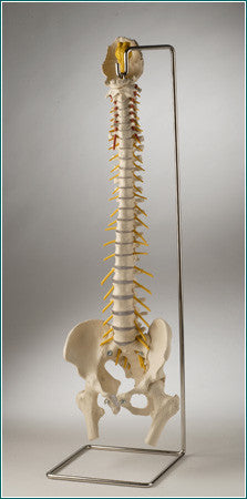 Ultraflex™ Spine with Pelvis and stand