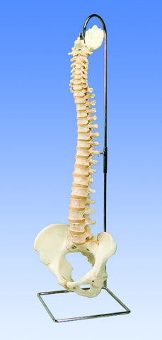 SP79-4  BONElike Spine with pelvis and occipital bone