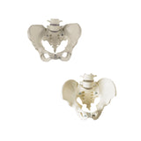 SV610 Premier Male and Female Bony Pelvis Set