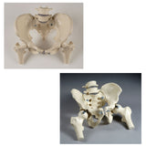 SV610 Premier Male and Female Bony Pelvis Set