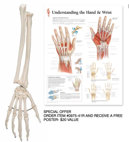 0975-41R Right Hand with portion of Ulna and Radius