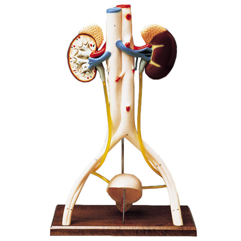Hands-On Urinary System Model