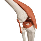 0201-12 Adult Ligamented Skeleton , Sacral Mount