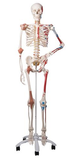 0207-13A All-In-One Super Skeleton, Sacral Mount