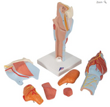 A210  “Dissectible” Human Larynx