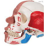 SK300 SKULL WITH FACIAL MUSCLES