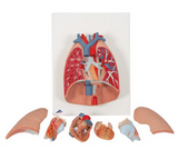 A315  Lung model with Larynx